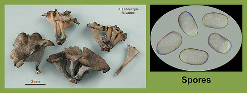 Craterellus fallax    Fausse-corne d'abondance.jpg