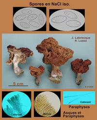 Gyromitra esculenta  Gyromitre commun.jpg