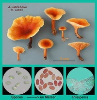 Hygrophoropsis aurantiaca    Clitocybe orangé.jpg