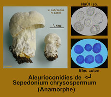 Hypomyces chrysospermus   Dermatose des bolets.jpg