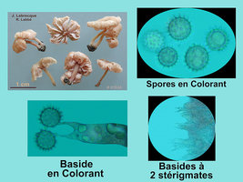 Laccaria tortilis  Laccaire contourné.jpg