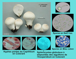 Lycoperdon perlatum  Vesse-de-loup perlée.jpg