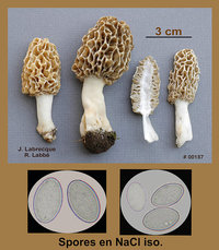 Morchella esculenta  Morille blonde.jpg