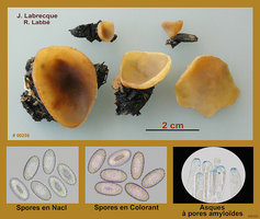 Peziza echinospora   Pezize à spores épineuses.jpg