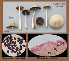 Psathyrella conopilus  Psathyrelle conique.jpg