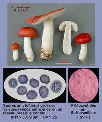 Russula emetica    Russule émétique.jpg