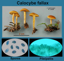 Calocybe fallax   Calocybe trompeur.jpg