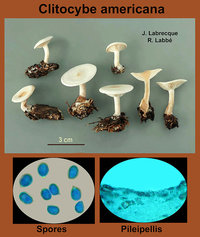 Clitocybe americana   Clitocybe d'Amérique.jpg