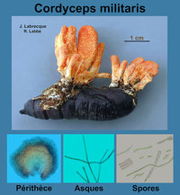 Cordyceps militaris   Cordyceps militaire.jpg