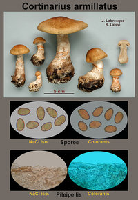 Cortinarius armillatus   Cortinaire à bracelets.jpg