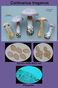 Cortinarius traganus   Cortinaire à odeur de poire.jpg