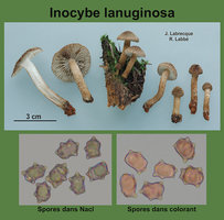 Inocybe lanuginosa   Inocybe laineux.jpg