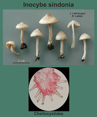 Inocybe sindonia   Inocybe couvert.jpg