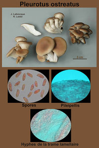 Pleurotus ostreatus   Pleurote en huître.jpg