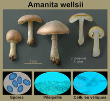 Amanita wellsii   Amanite de Wells.jpg