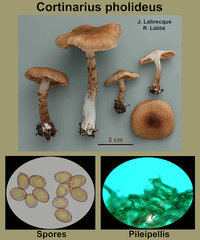 Cortinarius pholideus  Cortinaire écailleux.jpg