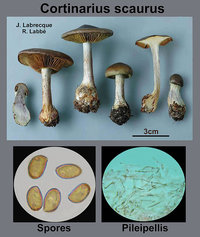 Cortinarius scaurus   Cortinaire pied-bot.jpg