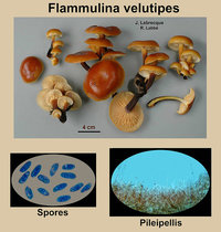 Flammulina velutipes   Collybie à pied velouté.jpg