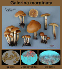 Galerina marginata   Galérine marginée.jpg