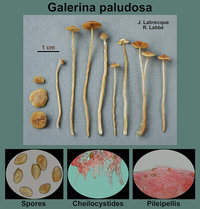 Galerina paludosa   Galérine des marais.jpg