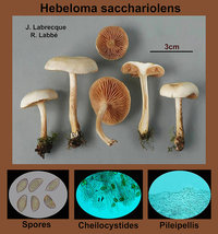 Hebeloma sacchariolens   Hébélome à odeur parfumée.jpg