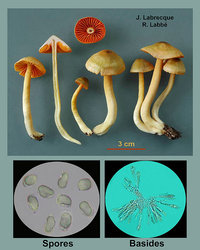 Hygrocybe marginata   Hygrophore à lames marginées.jpg