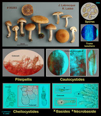 Inocybe dulcamara   Inocybe doux-amer.jpg