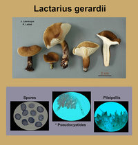 Lactarius gerardii   Lactaire de Gérard.jpg