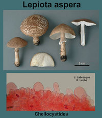 Lepiota aspera   Lépiote épineuse.jpg