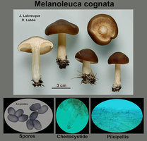 Melanoleuca cognata  Mélanoleuque familier.jpg