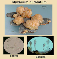 Myxarium nucleatum  Exidie à noyaux.jpg