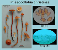 Phaeocollybia christinae   Phéocollybie de Christina.jpg