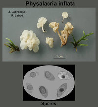 Physalacria inflata   Clavaire enflée.jpg