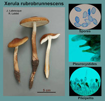 Xerula rubrobrunnescens   Collybie brunissante.jpg