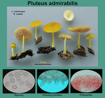 Pluteus admirabilis   Plutée admirable.jpg