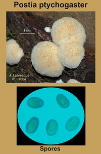 Postia ptychogaster   Polypore anamorphe.jpg