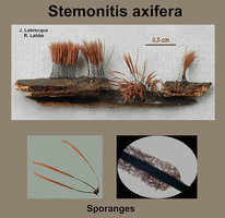 Stemonitis axifera   Stémonite axifère.jpg