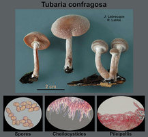 Tubaria confragosa   Tubaire raboteux.jpg