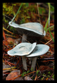 Clitocybe odora.jpg