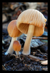 Coprinus.jpg