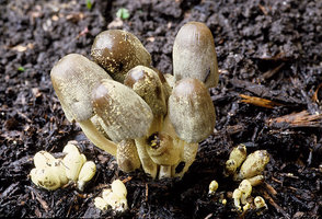 Coprinus A.jpg