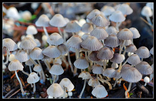 Coprinus disseminatus.jpg