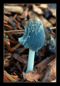 Coprinus lagopus.jpg