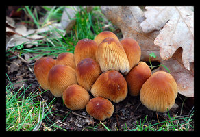 Coprinus micaceus...jpg