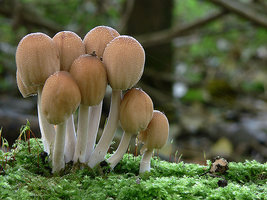 Coprinus micaceus.jpg