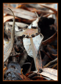 Coprinus sp..,.jpg