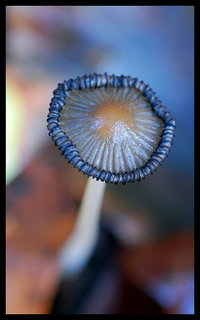 Coprinus sp.....jpg