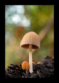 Coprinus sp...jpg