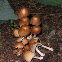 coprinus sp bois de coulonge 080613.jpg