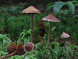 Cortinarius flexipes var. flabellus Cortinaire à pied flexueux.jpg